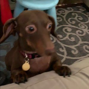 Meet your Posher, David